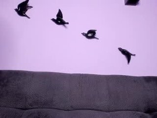 cutieweb cute cam girl in beautiful lingerie in the chatroom